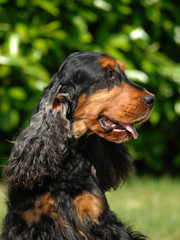 Portrait of English Cocker spaniel dog