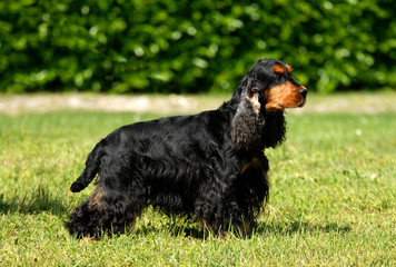 Portrait of English Cocker spaniel dog