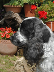 Fototapeta premium Portrait of English Cocker spaniel dog
