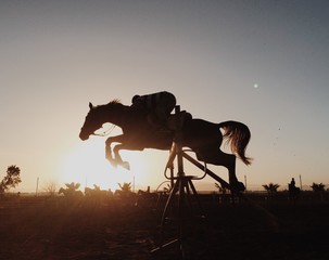 jumping horse