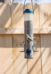 wild gold finches feeding at a feeder