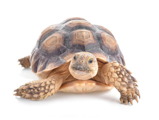 Turtles isolated on white