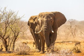 Fototapeta premium Elephant