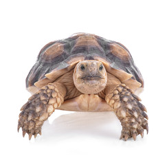 Turtles isolated on white