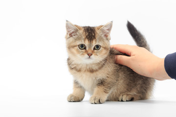 Little cute kitten striped in the hands of a man on a white background
