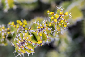 Obraz premium Macro cactus plant in bloom