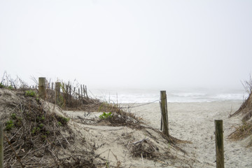 fogy beach don 