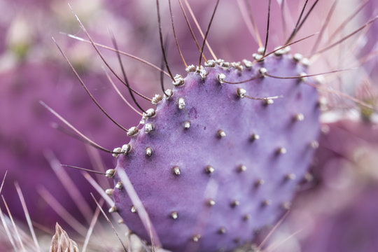 Heart shaped purple cactus plant