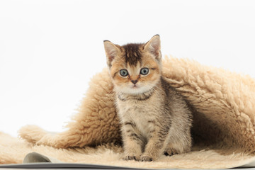 Naklejka na ściany i meble Little cute kitten on a fur litter on a white background