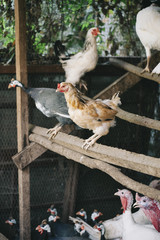 Chicken at the farm