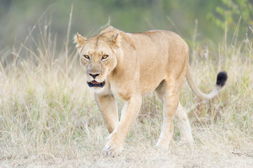 Fototapeta na wymiar Lioness (Panthera leo), walking on savanna, Serengeti national park, Tanzania.