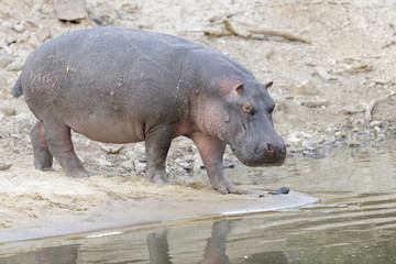 Hippopotamus (Hippopotamus amphibius) adult, walking into water, Serengeti national park , Tanzania,