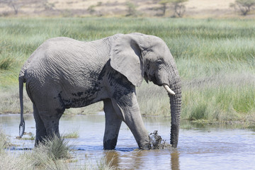 African elephant (Loxodonta africana) drinking water in Serengeti national park, Tanzania.