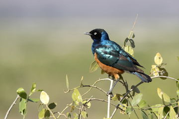 Superb starling sits on a branch of a low bush in an oasis in the dry season