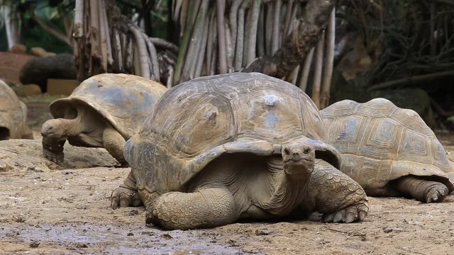 Giant turtles, dipsochelys gigantea in La Vanille Nature Park, island Mauritius , Close up