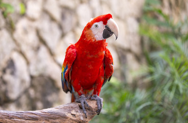 macoao bird in Tulum, Mexico