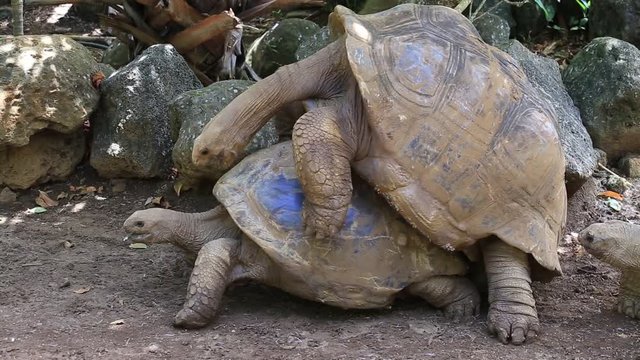Two giant turtles, dipsochelys gigantea making love in island Mauritius. Copulation is a difficult endeavour for these animals, as the shells make mounting extremely awkward