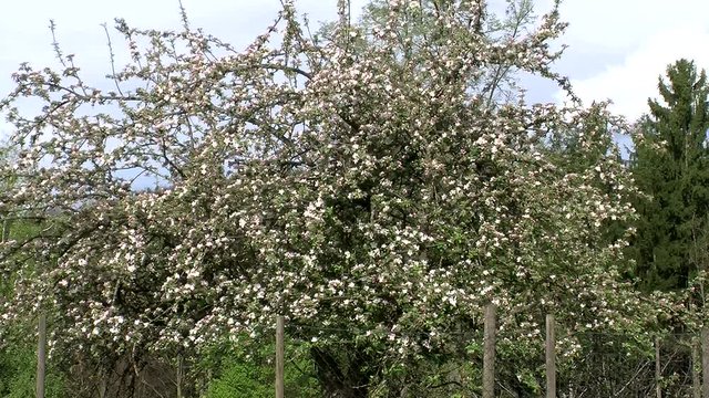 Blühender Apfelbaum im Wind