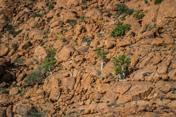 Rocky Mountain Wall with Trees near Solitaire, Namibia