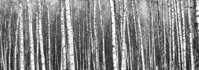Naklejka premium Beautiful landscape with birches. Black and white panorama with birches in retro style. Birch grove in autumn. The trunks of birch trees. Black and white panoramic photo of birch trunks.