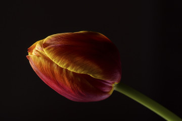 Close up photo of a yellow and red colored tulip on a black colored background. Selective focus