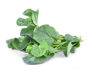 Chinese kale isolate on white