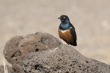 Superb starling sits on a rock in the middle of a dried savannah