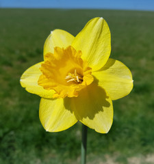 Obraz premium Narzisse; Narcissus; Osterglocke