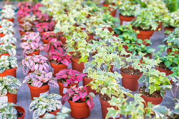 Shop of plants and flowers for selling in plant nursery. Potted plants