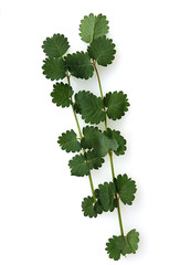 Bibernelle; Pimpinella, saxifraga