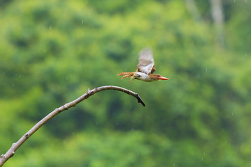Banded Kingfisher flying off a tree branch in the forest, Thailand