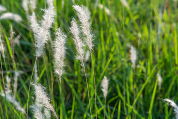 feather pennisetum or Pennisetum pedicellatum Trin at rural garden