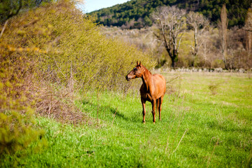 Lonely horse equine in an open grassy field meadow