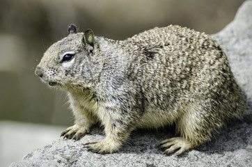 California ground squirrel (Otospermophilus beecheyi) sits on a rock, Refugio State Beach, Goleta, CA, USA.