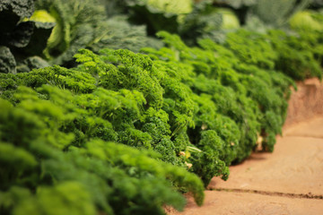Vegetable plot