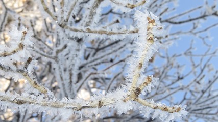 Frost on the trees - Saskatchewan, Canada