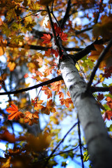 Maple Tree with Autumn Fall Leaves