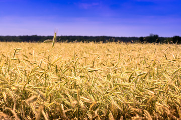Shot of a wheat field and blue sky on a sunny day. The photo is taken in the country side near the Baltic Sea.