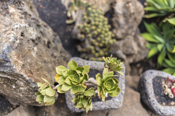 Green flower plant on a garden