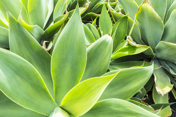 Green aloe vera leaves plant close up
