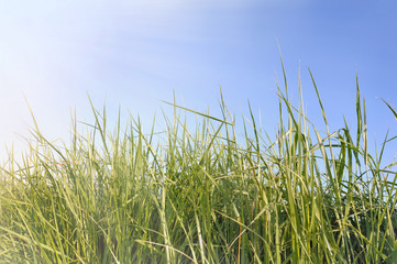 Fototapeta premium herbe dans la lumière du soleil sous ciel bleu