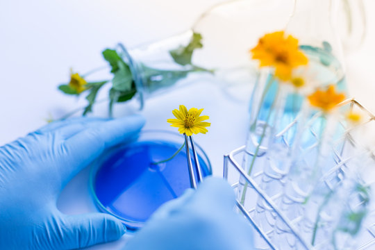 Backgrounds Of Flower For Education In Laboratory.