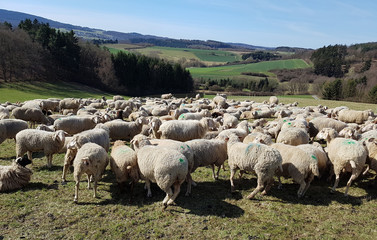 Schafherde, Schaf, Ovis