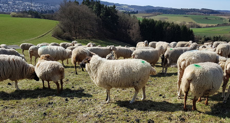 Schafherde, Schaf, Ovis
