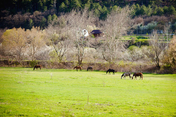 Naklejka na ściany i meble Spring . Horses on pasture. Village