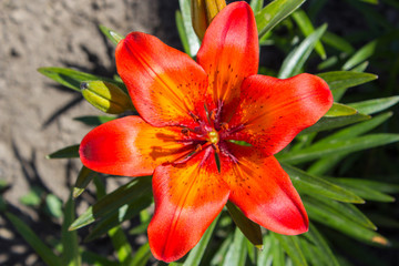 red lily top view