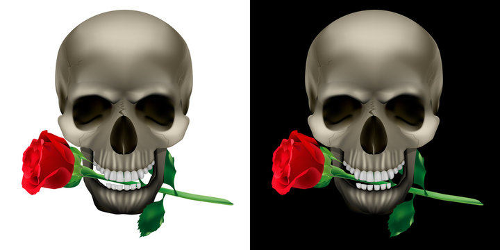 Realistic Skull with a rose in the teeth. Isolated object on white and black backgrounds.
