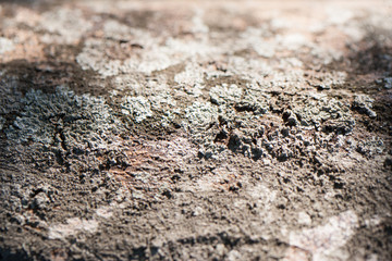 Close up and selective focus of fungi on tree bark.