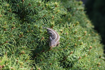 Lacerta agilis sand lizard