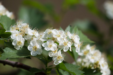 flowers of hawthorn